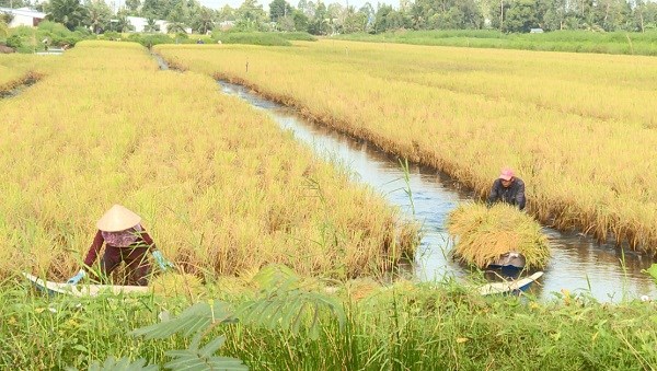 Kiên Giang: Từng bước phát triển mô hình tôm - lúa hữu cơ (21/02/2022)